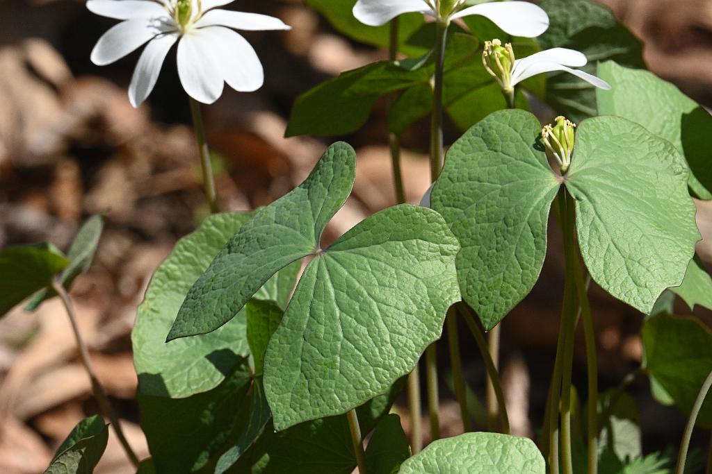 2025-04246542 Acton Arboretum, MA.JPG - Twinleaf. Acton Arboretum, MA, 4-24-2025